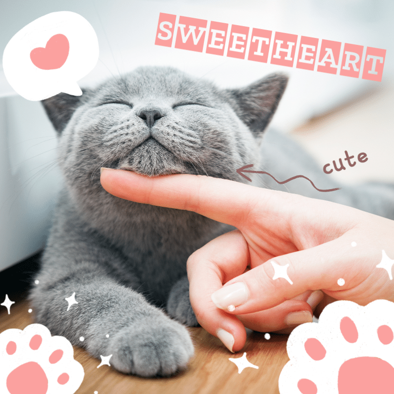 Cute Cat Kitten Mark Template预览效果