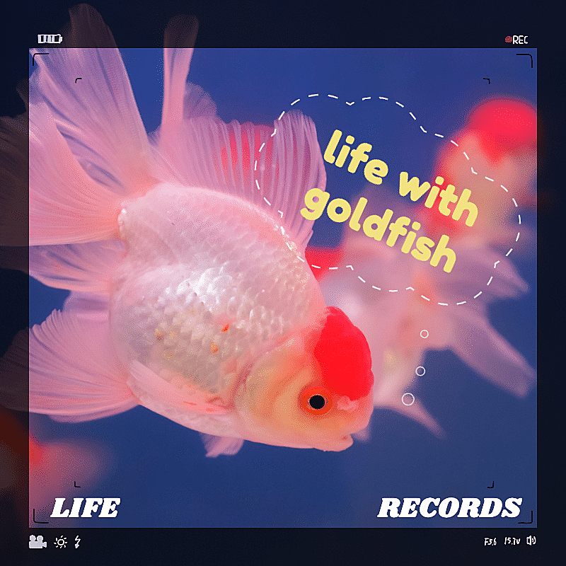 Cute Puffy Goldfish Mark Template