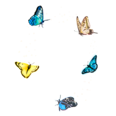 Butterfly Sticker