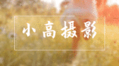 模板缩略图