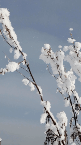立冬节气问候实景竖版视频