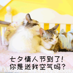 七夕营销准备礼物萌宠猫GIF表情包