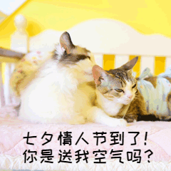 七夕营销准备礼物萌宠猫GIF表情包预览效果