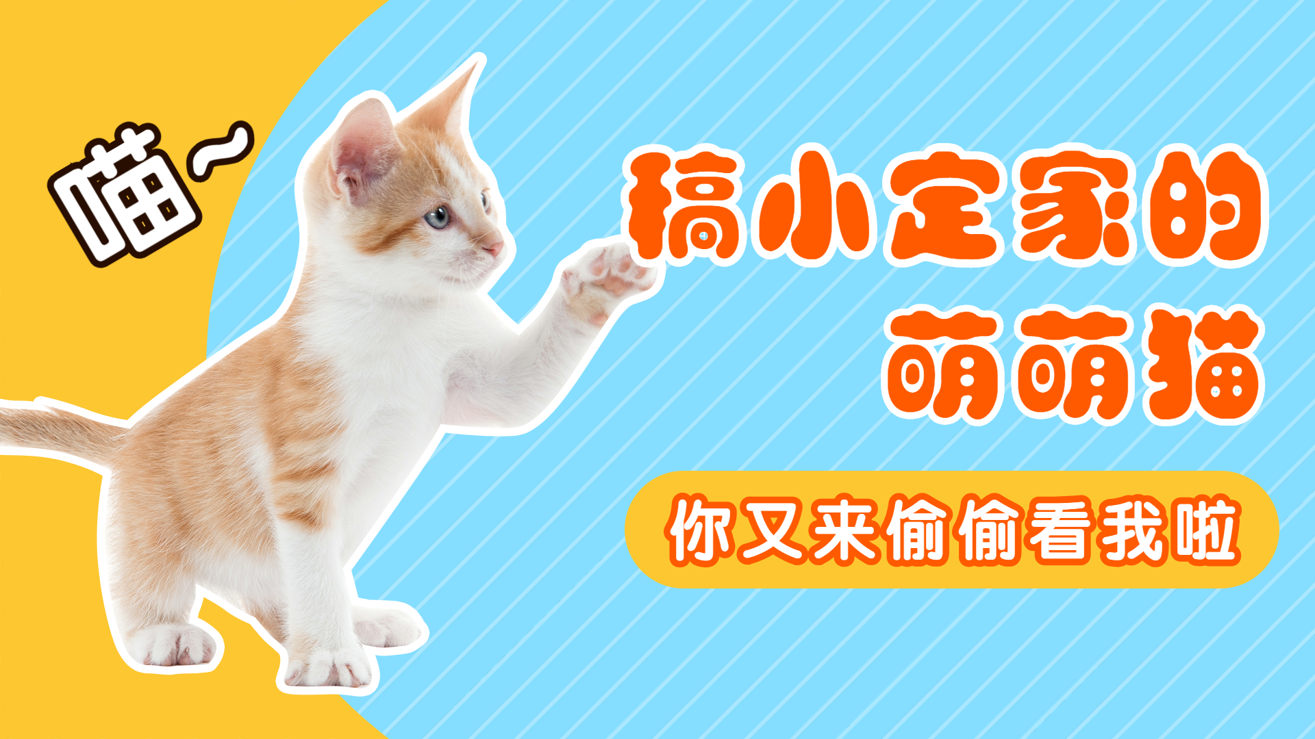 萌猫萌宠宠物横版视频封面