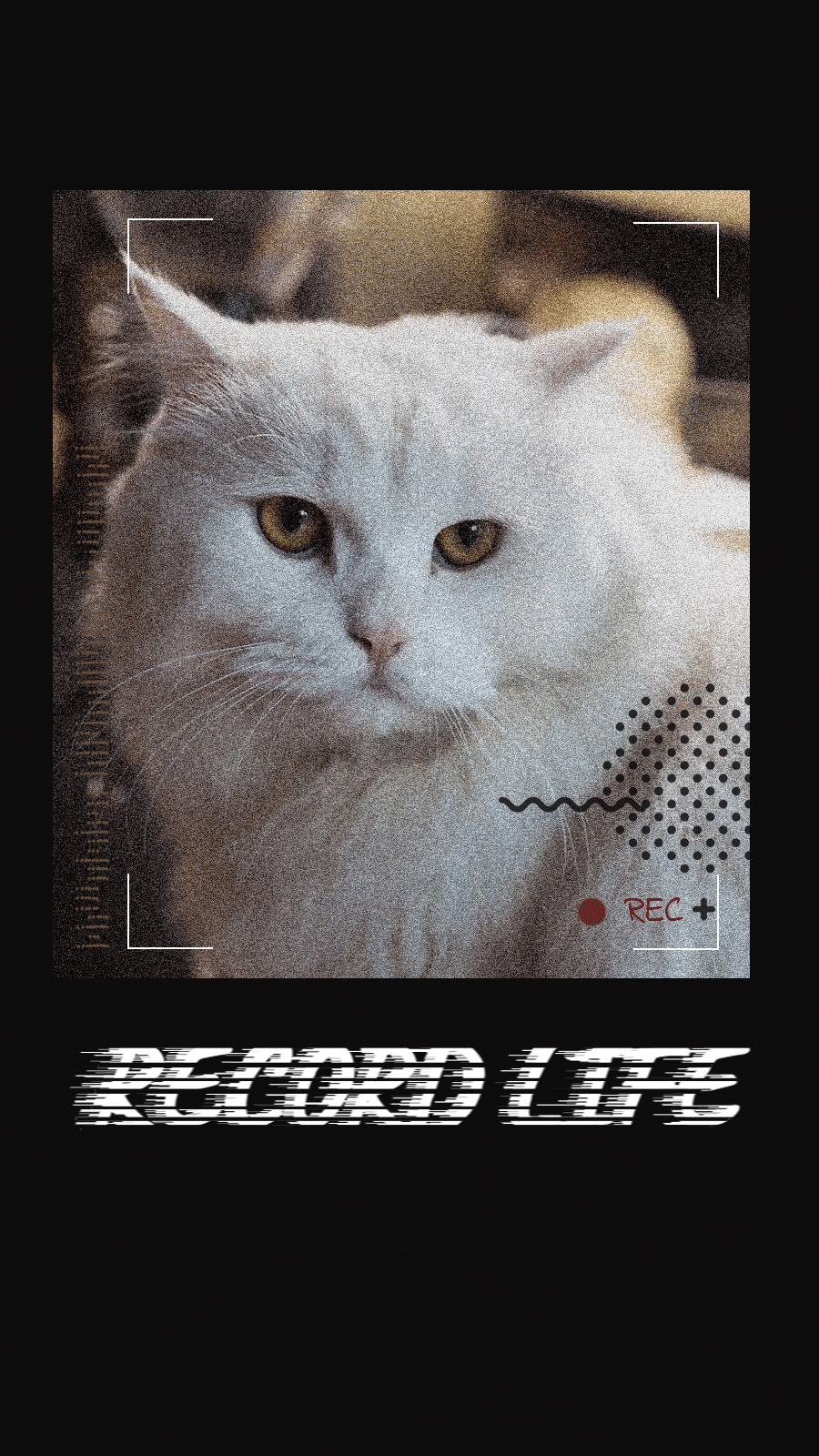 Creative Pet Cat Life Record Display Instagram Story预览效果