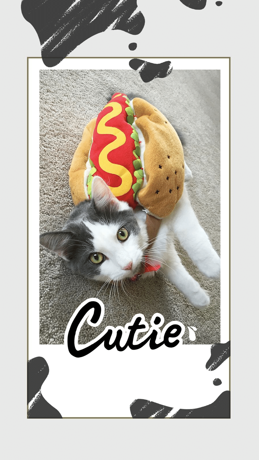 Cutie Cat Record Display Instagram Story预览效果