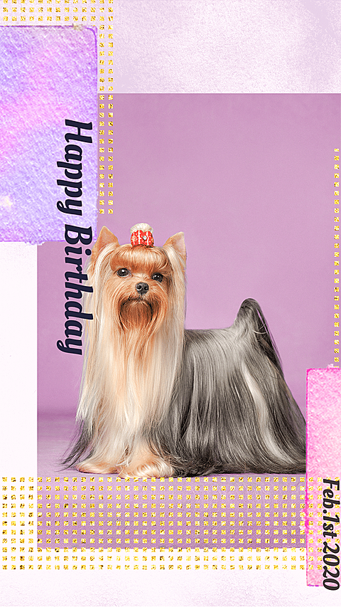Literary Birthday Greeting Pet Dog Display Instagram Story