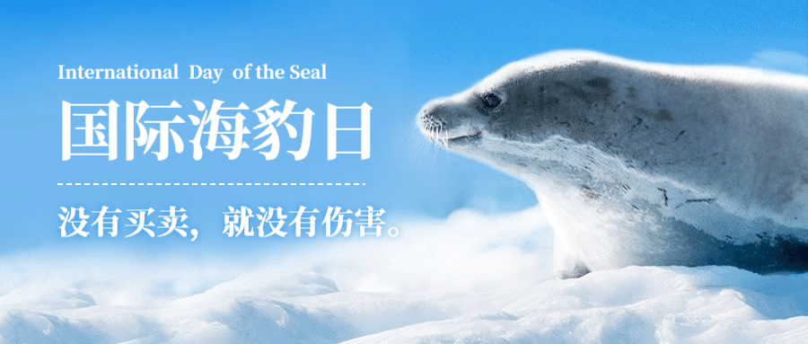 3.1国际海豹日公众号首图预览效果