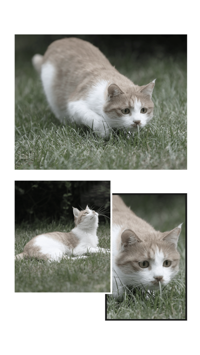 Cat Aesthetic Photos Puzzle Simple Fashion Style Polaroid Simulation Instagram Story