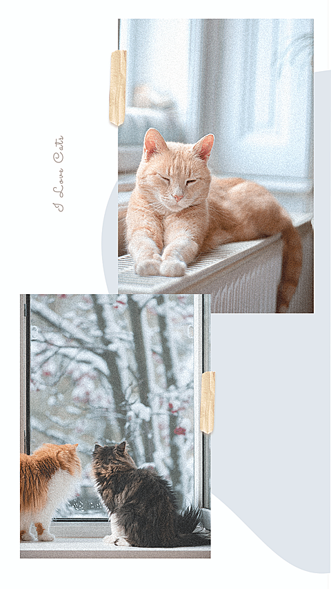 Simple Literary Winter Sleep Winter Cats Display Instagram Story