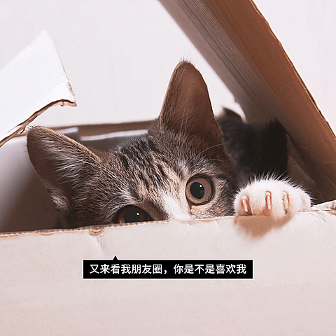 萌宠猫咪可爱朋友圈封面