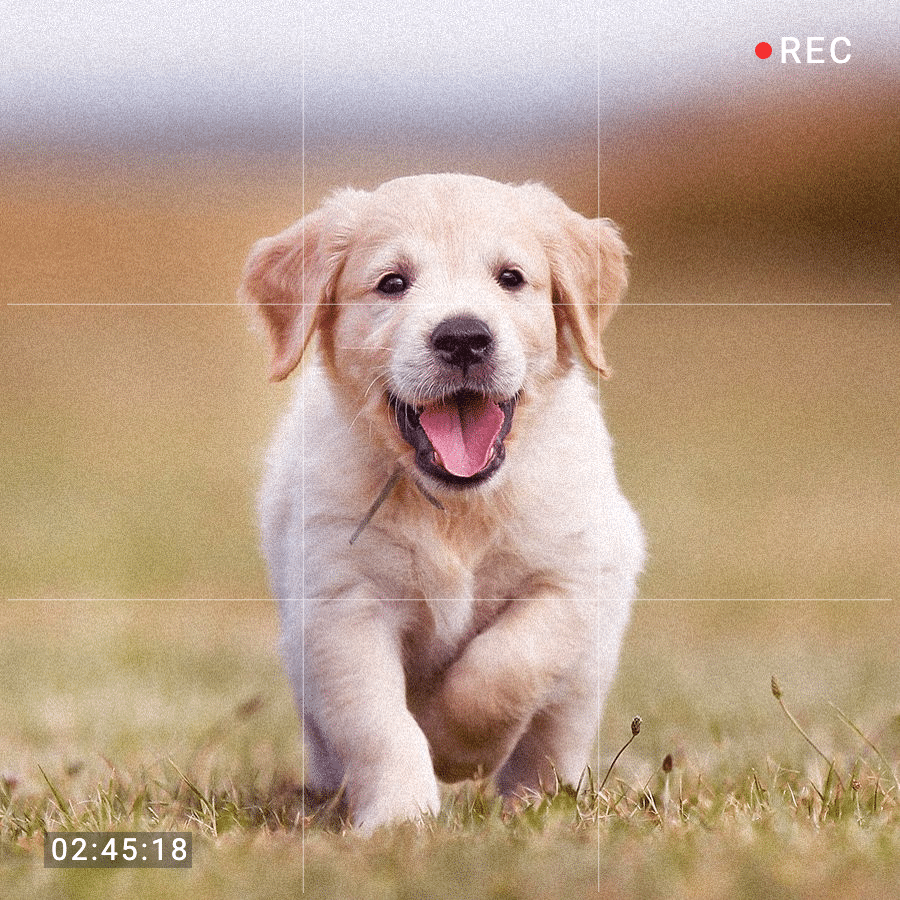 Creative Pet Puppy Record Display Instagram Post预览效果