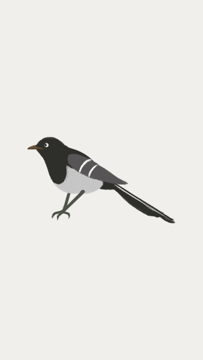 Literary Hand Painted Gray Birds Illustration Instagram Highlight