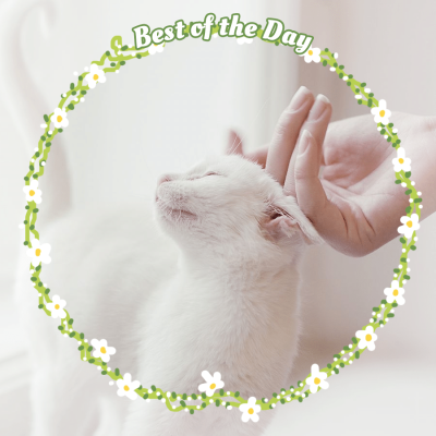 Pet Photo Fashion Simple Style Poster Tear Paper Instagram Post