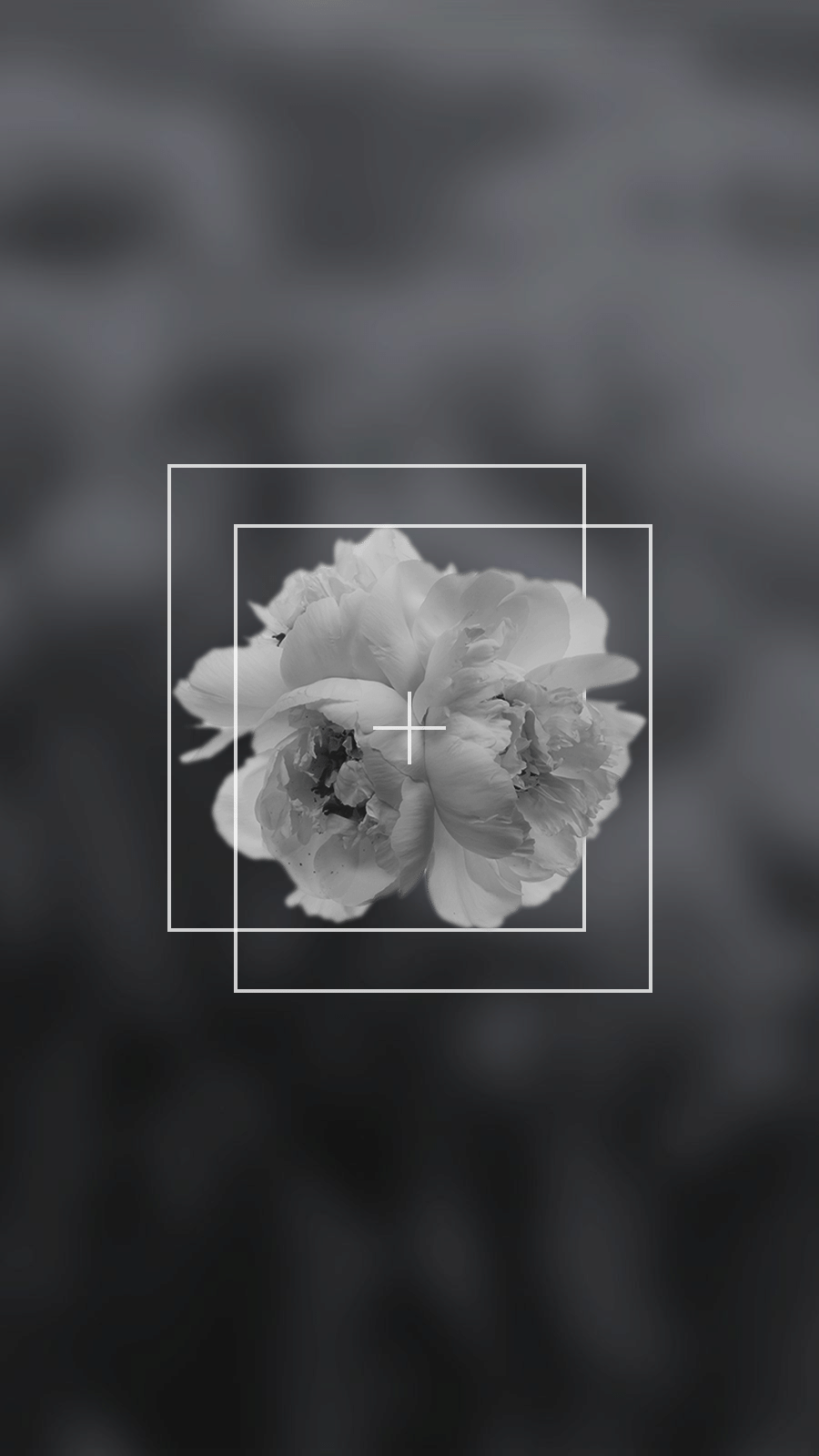 Literary Rectangle Element Minimal Monochrome Flower Instagram Highlight