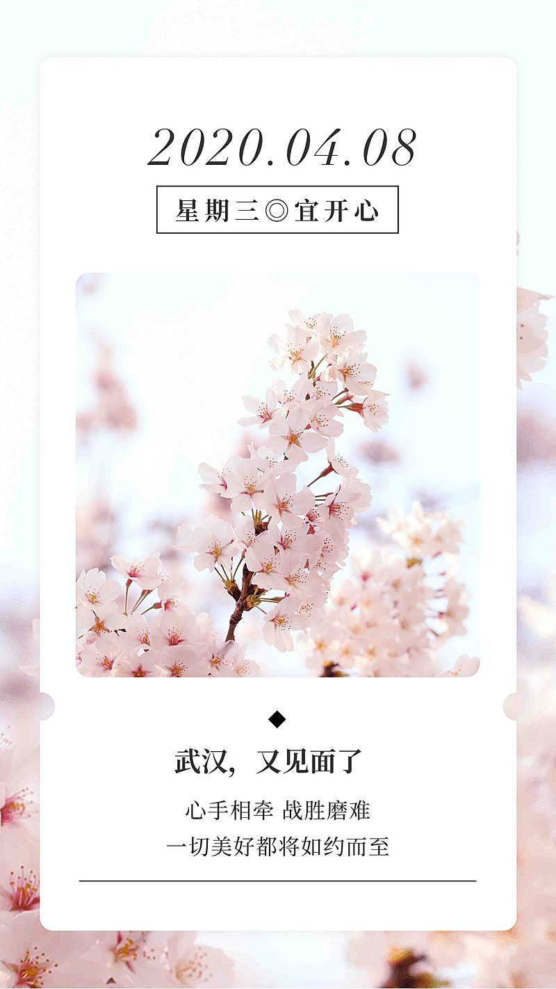 武汉解封春天樱花手机海报