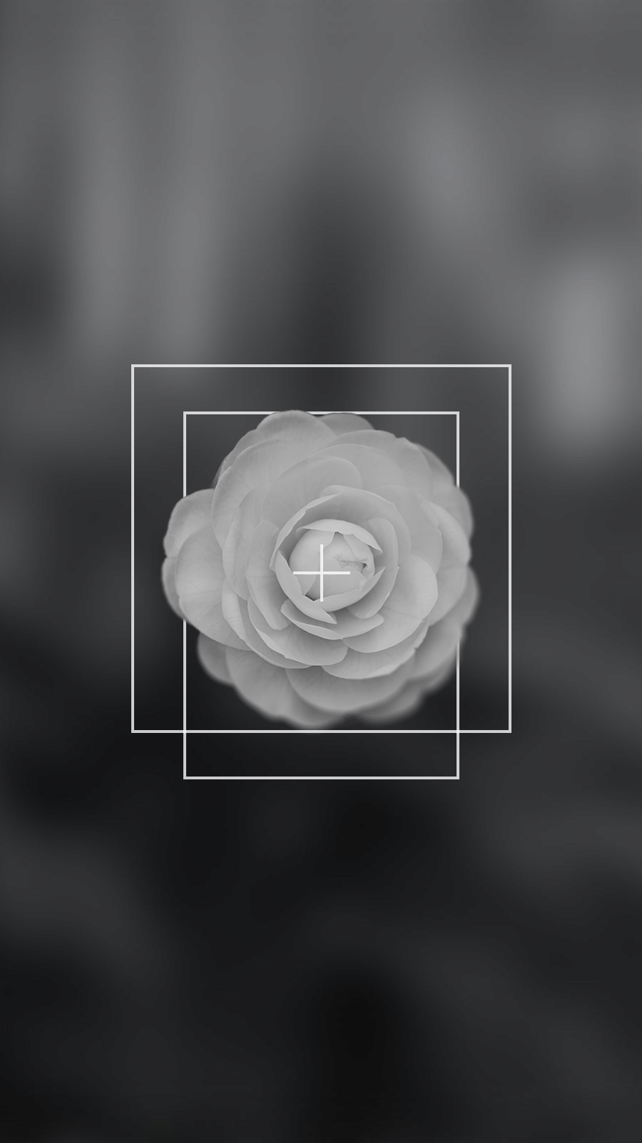 Minimalist Flower Record Rectangle Frame Instagram Highlight预览效果