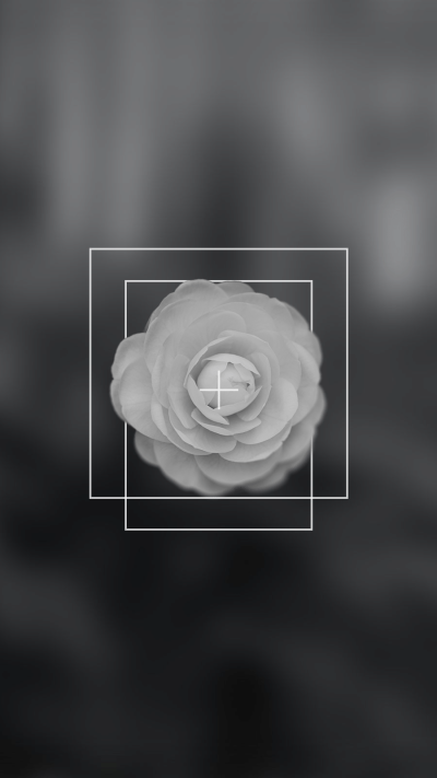 Minimalist Flower Record Rectangle Frame Instagram Highlight