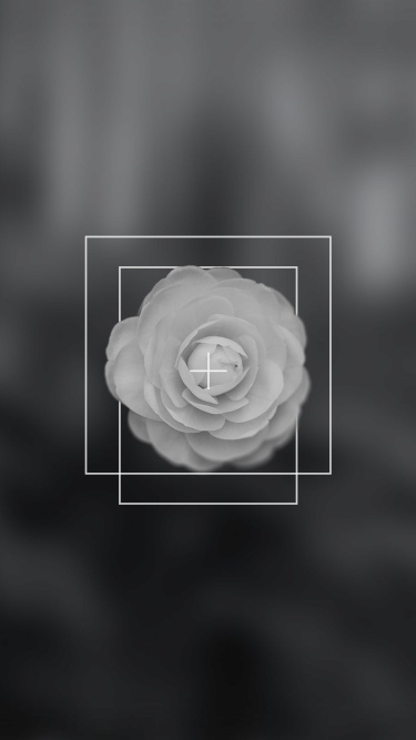 Minimalist Flower Record Rectangle Frame Instagram Highlight