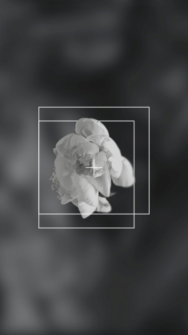 Minimalist Geometry Frame Black Filter Flower Instagram Highlight预览效果