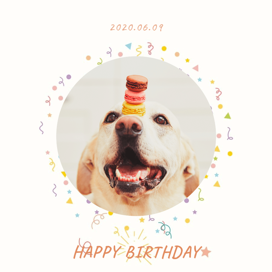 White Background Pet Birthday Fashion Simple Style Poster Instagram Post预览效果