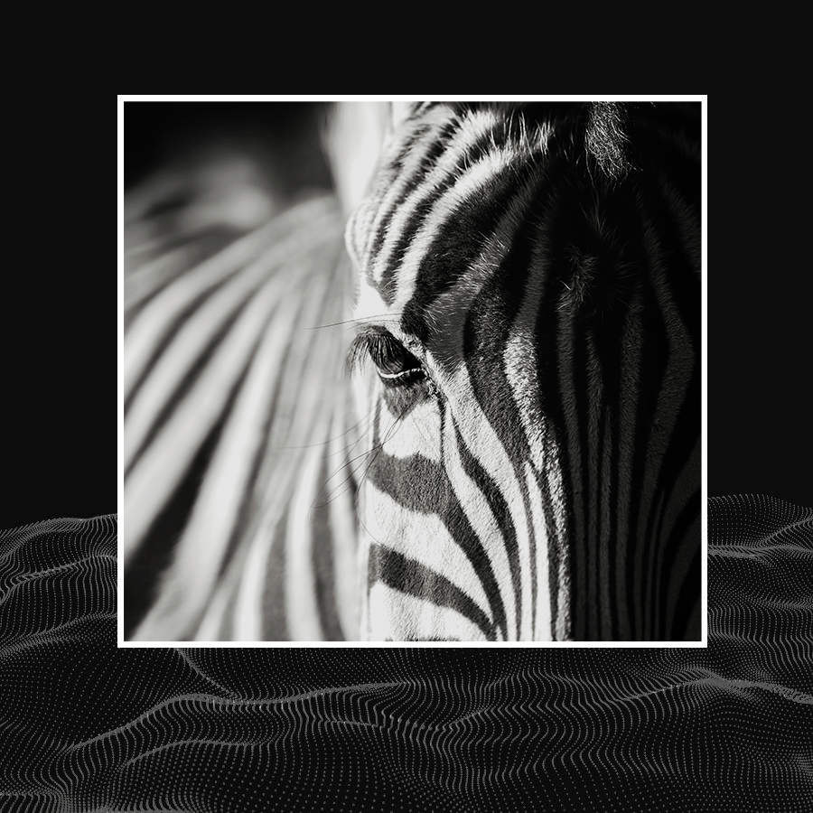 Black Background Frame Zebras Photo Simple Fashion Style Poster Instagram Post预览效果