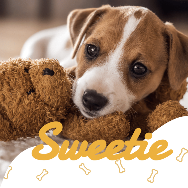Sweetie Pet Puppy Display Instagram Post预览效果
