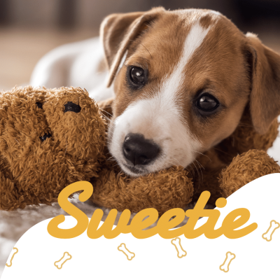 Sweetie Pet Puppy Display Instagram Post