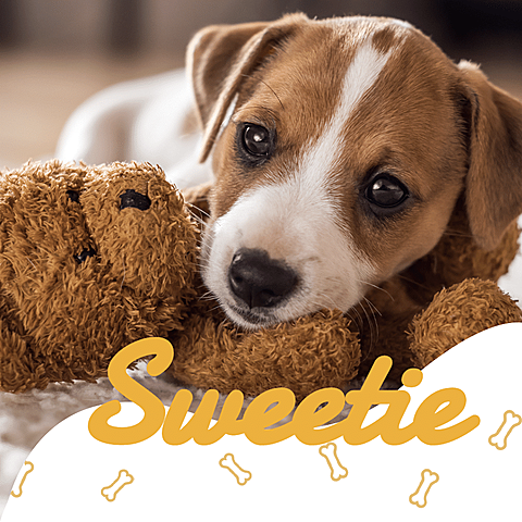 Sweetie Pet Puppy Display Instagram Post