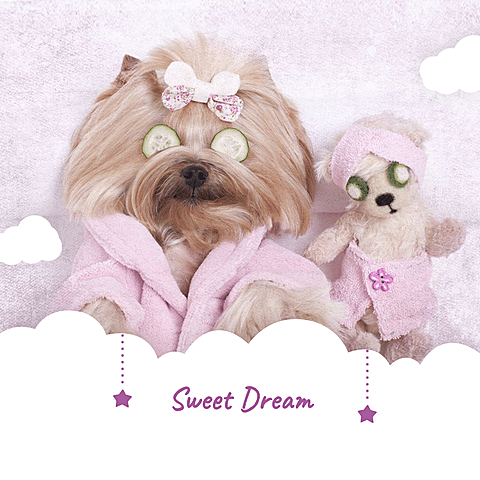 Creative Cute Dog Display Instagram Post