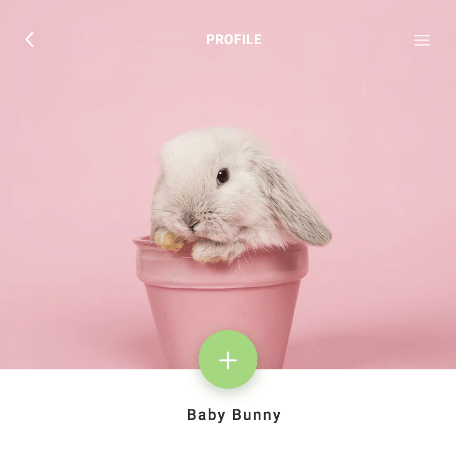Fashion Media Simulation Pet Rabbit Display Instagram Post
