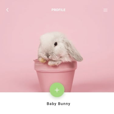 Fashion Media Simulation Pet Rabbit Display Instagram Post