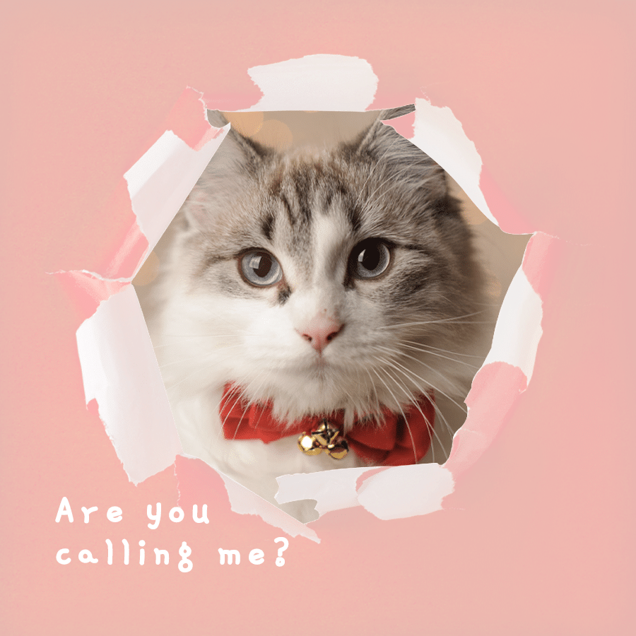 Creative Frame Pet Cat Display Instagram Post预览效果