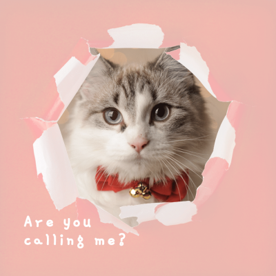 Creative Frame Pet Cat Display Instagram Post