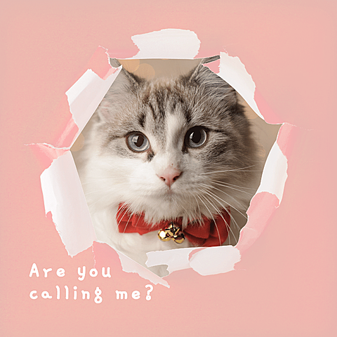 Creative Frame Pet Cat Display Instagram Post
