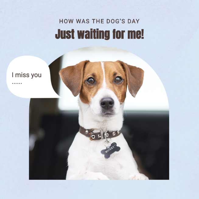 Blue Background Pet Photo Fashion Simple Style Poster Instagram Post预览效果