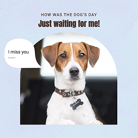 Blue Background Pet Photo Fashion Simple Style Poster Instagram Post