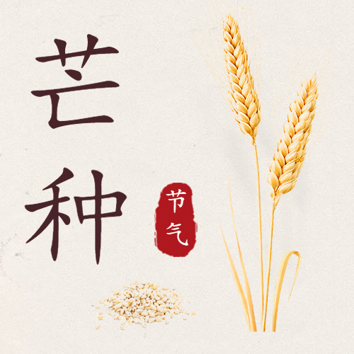 芒种节气稻穗实景合成公众号次图预览效果