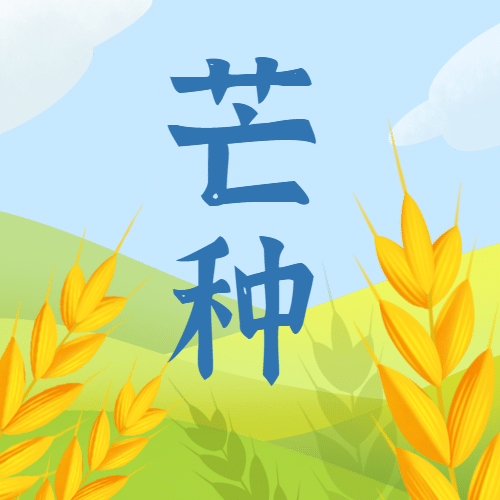 芒种节气稻穗少女插画公众号次图预览效果