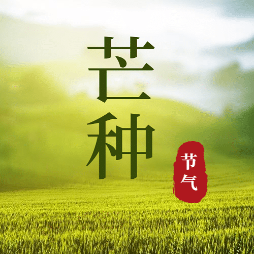 芒种节气稻田实景公众号次图预览效果