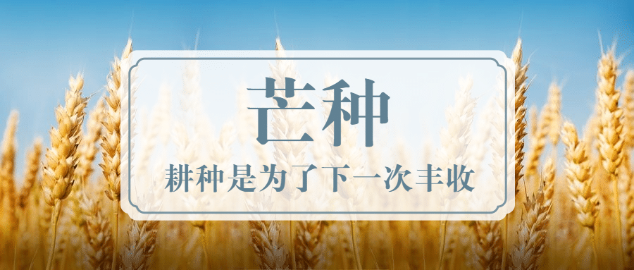芒种节气稻穗字框公众号首图预览效果