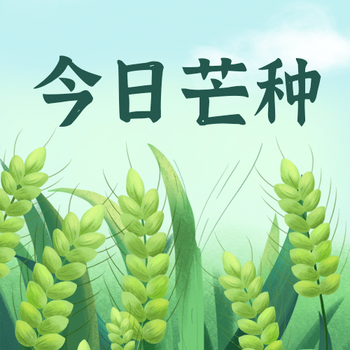 芒种节气插画公众号次图预览效果