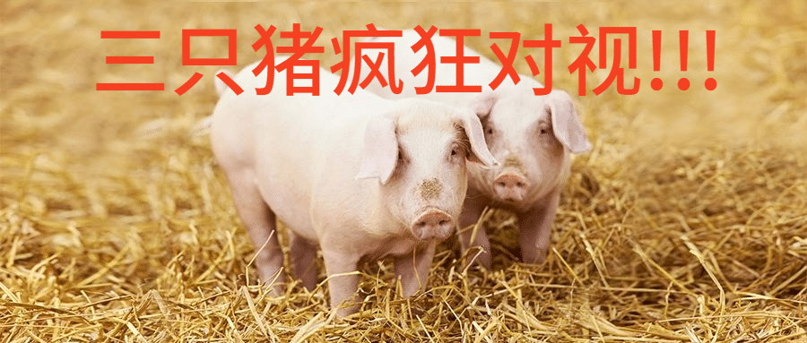 小猪搞怪趣味表情包公众号首图预览效果