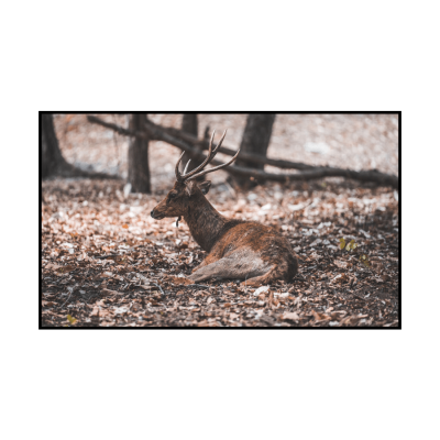 White Background Deer Photo Simple Fashion Style Poster Instagram Post
