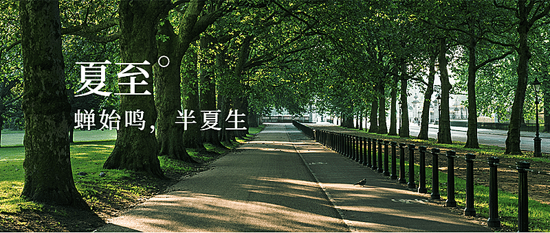 夏至节气绿荫夏日清爽公众号首图