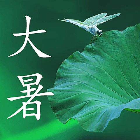 大暑节气荷叶绿植夏日公众号次图