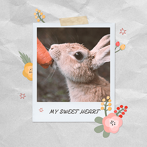 Simple Rabbit Polaroid Photos Ecommerce Product Image