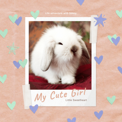 Pets Promotion Fashion Simple Style Polariod Simulation Poster Ecommerce Story