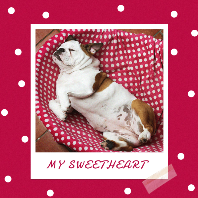 Wine Red Dots Background Pets Photo Products Promotion Fashion Simple Style Polaroid Simulation Poster Ecommerce Story预览效果
