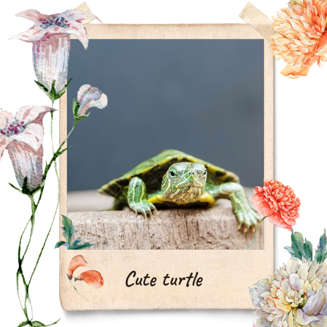  Flower Decoration Pet Photo Promotion Fashion Simple Style Polaroid Simulation Poster Ecommerce Product预览效果